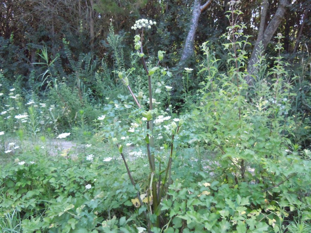 Grande Apiacea - cfr. Angelica sylvestris